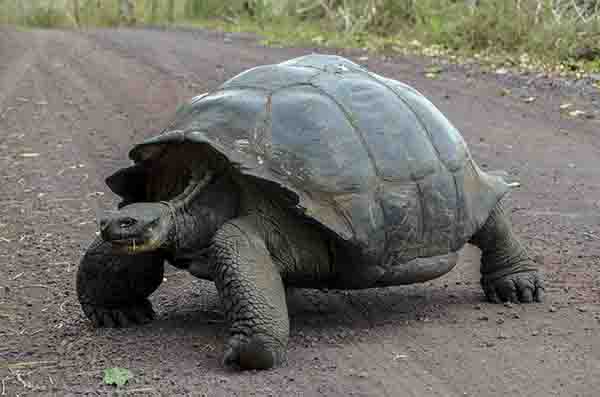Tortuga gigante de Galápagos - isla Santa Cruz - islas Galápagos - Ecuador 4.jpg